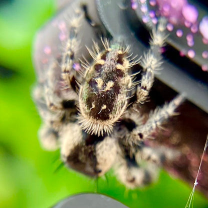 Phidippus Otiosus Mature Male (Canopy Jumping Spider) - ANAIS-1-6