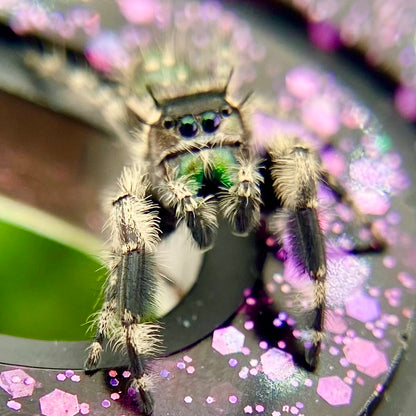 Phidippus Otiosus Mature Male (Canopy Jumping Spider) - ANAIS-1-6
