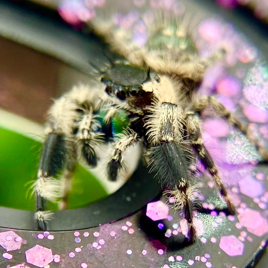 Phidippus Otiosus Mature Male (Canopy Jumping Spider) - ANAIS-1-6