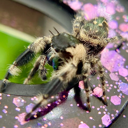 Phidippus Otiosus Mature Male (Canopy Jumping Spider) - ANAIS-1-6