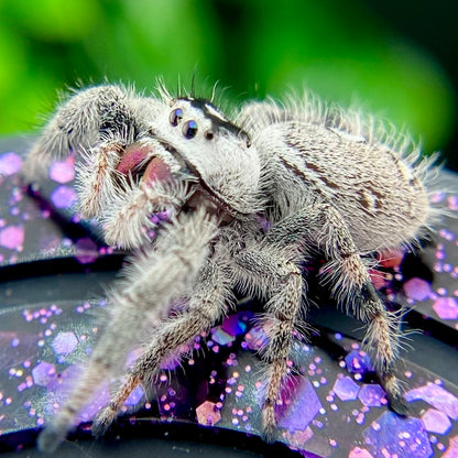 White Regal Jumping Spider Female - Mature - PANDORA-1-40B
