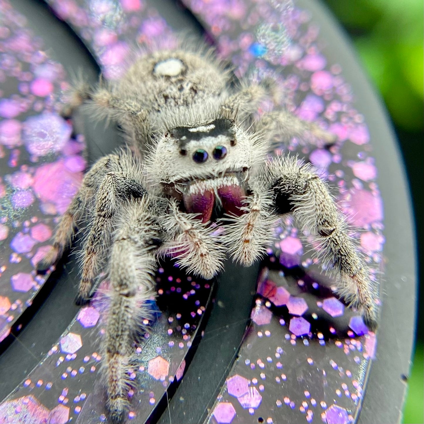 White Regal Jumping Spider Female - Mature - PANDORA-1-40B