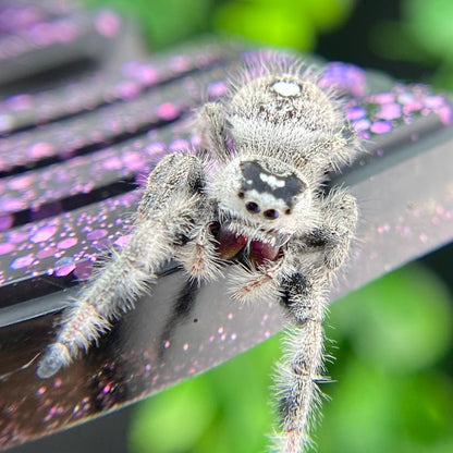 White Regal Jumping Spider Female - Mature - PANDORA-1-40B