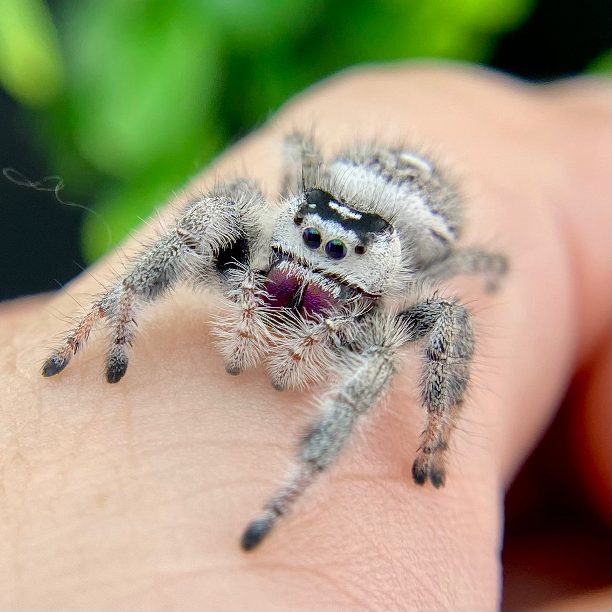 White Regal Jumping Spider Female - Mature - PANDORA-1-40B