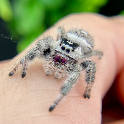 White Regal Jumping Spider Female - Mature - PANDORA-1-40B