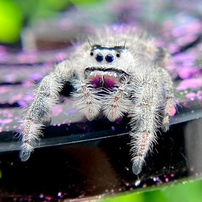 White Regal Jumping Spider Female - Mature - PANDORA-1-40B
