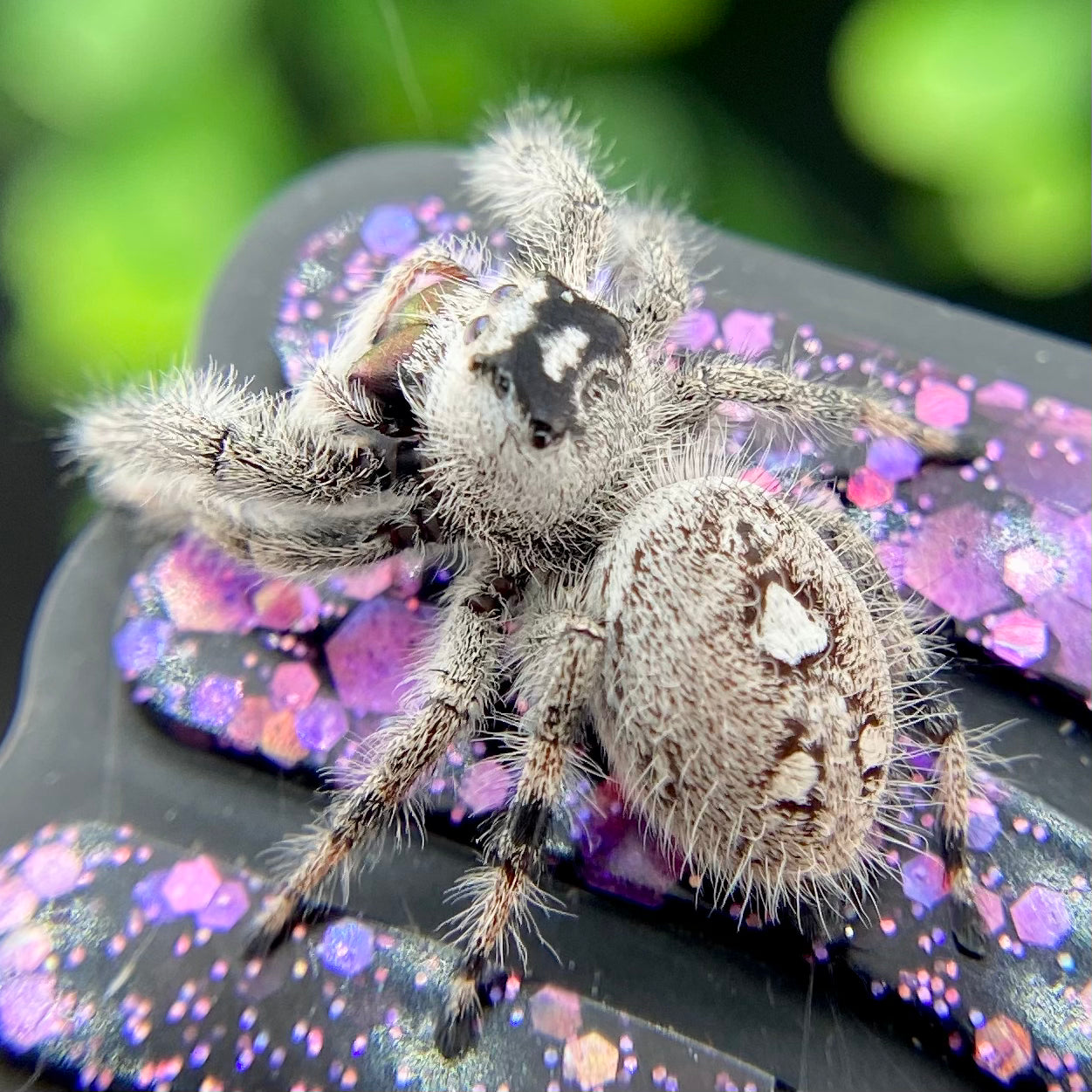 White Regal Jumping Spider Female - Mature - PANDORA-1-40B