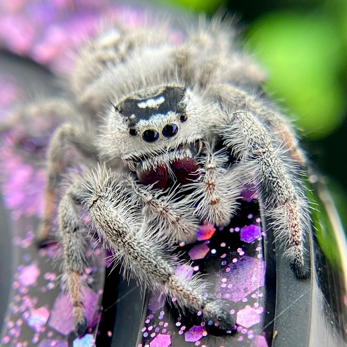 White Regal Jumping Spider Female - Mature - PANDORA-1-40B