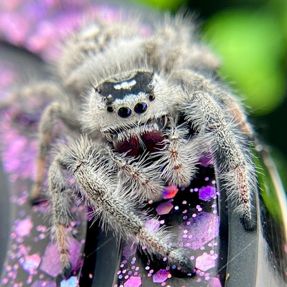 White Regal Jumping Spider Female - Mature - PANDORA-1-40B