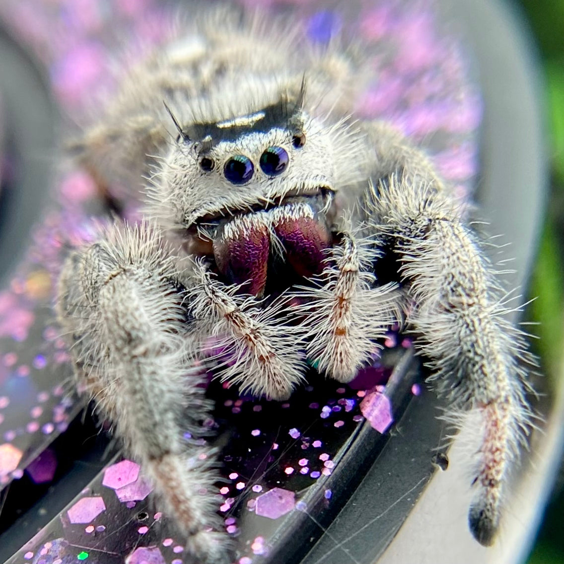 White Regal Jumping Spider Female - Mature - PANDORA-1-40B