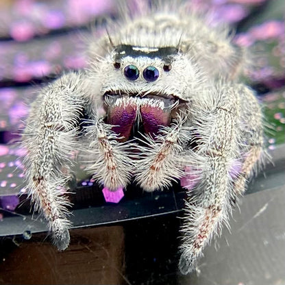 White Regal Jumping Spider Female - Mature - PANDORA-1-40B