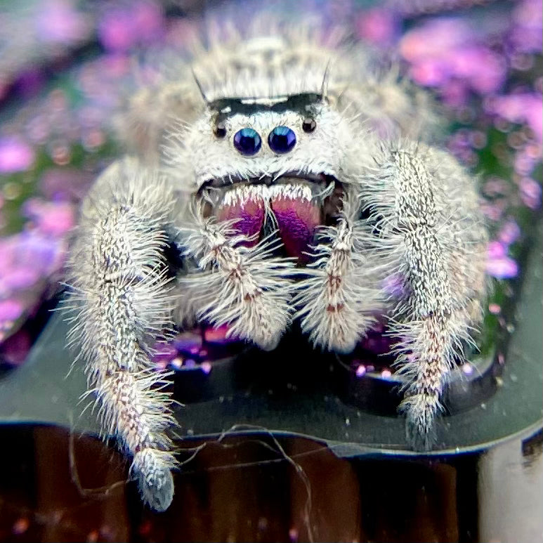 White Regal Jumping Spider Female - Mature - PANDORA-1-40B