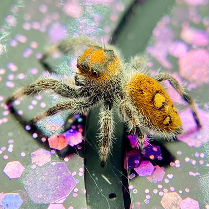 Orange Regal Jumping Spider Female i6 Juvenile - ROUGE-1-4