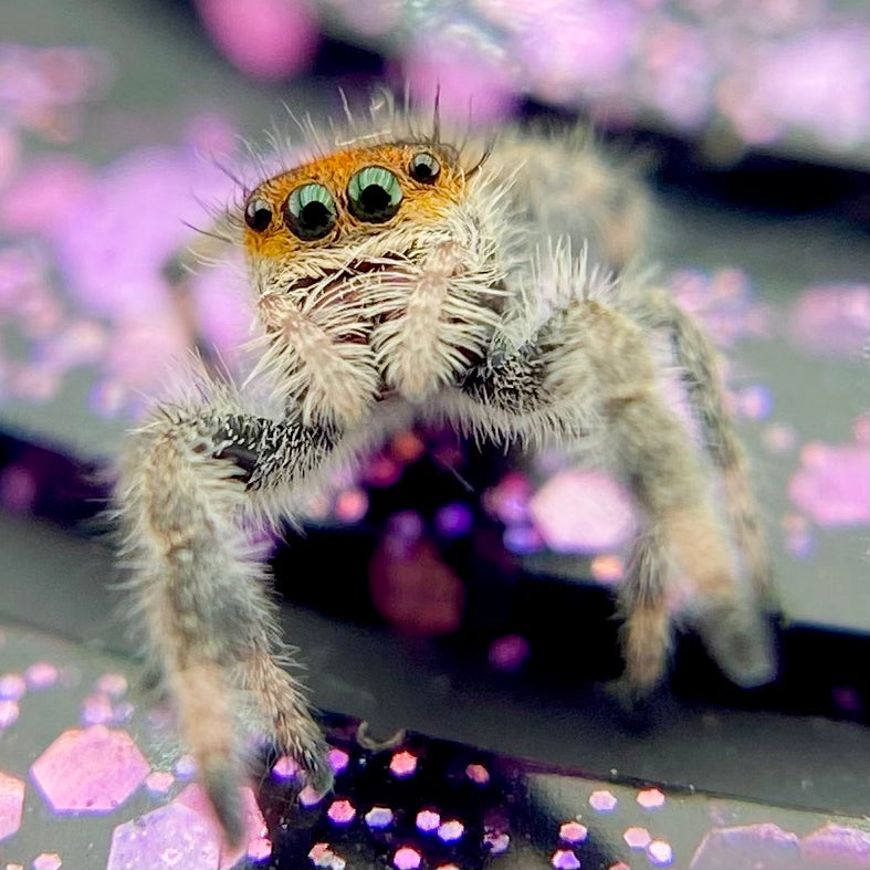 Orange Regal Jumping Spider Female i6 Juvenile - ROUGE-1-4