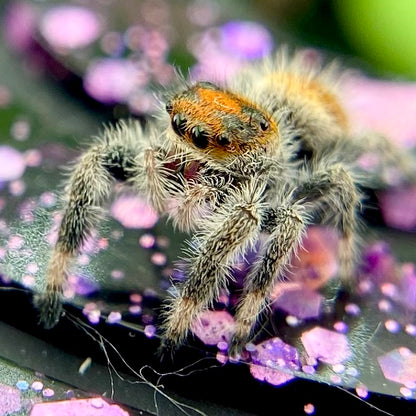Orange Regal Jumping Spider Female i6 Juvenile - ROUGE-1-4
