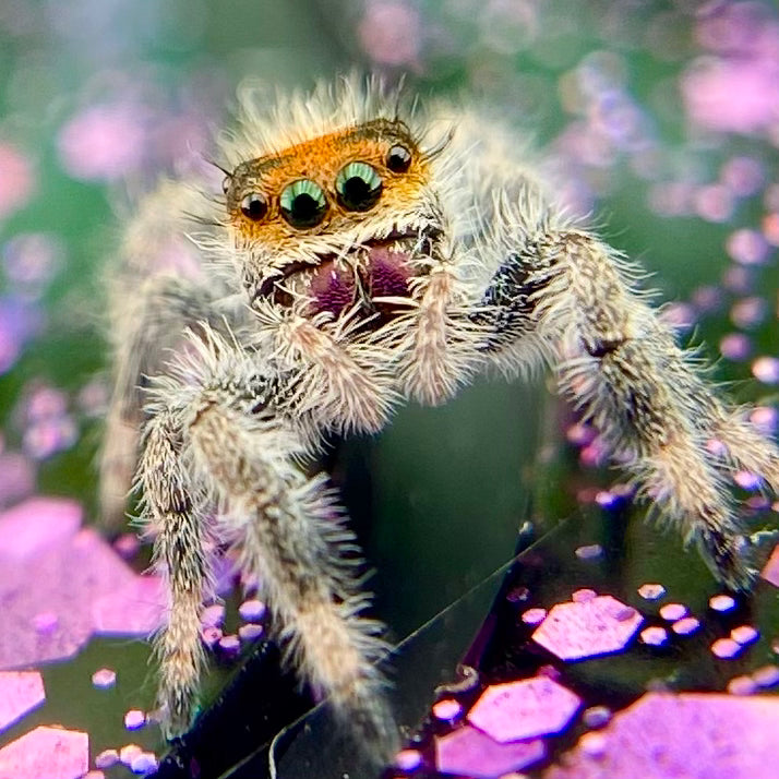 Orange Regal Jumping Spider Female i6 Juvenile - ROUGE-1-4