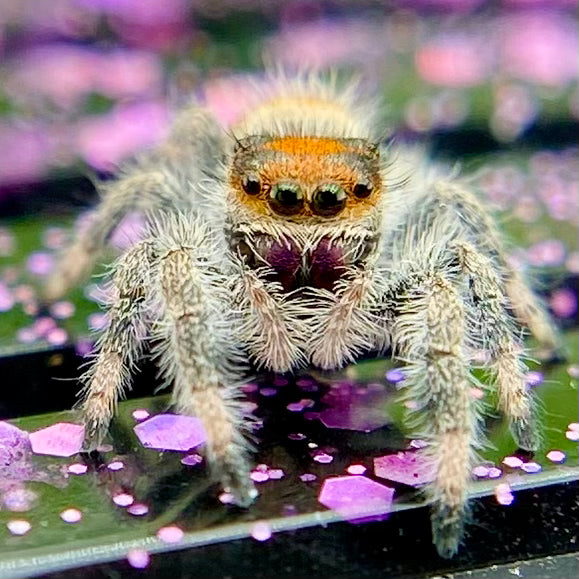 Orange Regal Jumping Spider Female i6 Juvenile - ROUGE-1-4