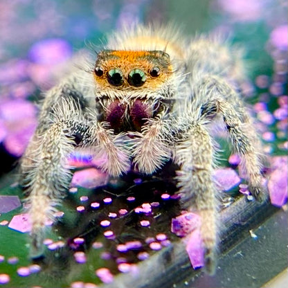 Orange Regal Jumping Spider Female i6 Juvenile - ROUGE-1-4