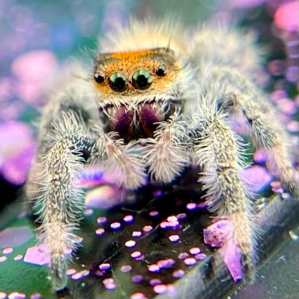 Orange Regal Jumping Spider Female i6 Juvenile - ROUGE-1-4