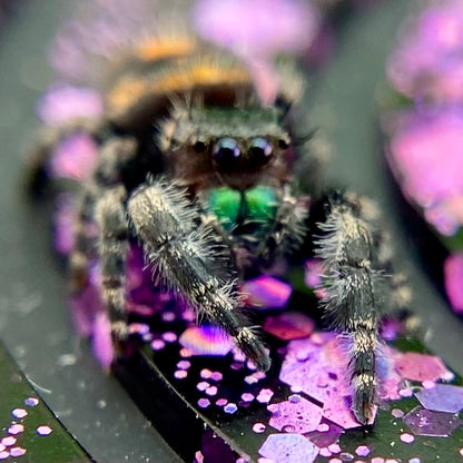 Big Bend Bryantae - Fused Spots Phidippus Audax - Bold Jumping Spider 1-9