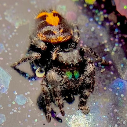 Big Bend Bryantae - Fused Spots Phidippus Audax - Bold Jumping Spider 1-9
