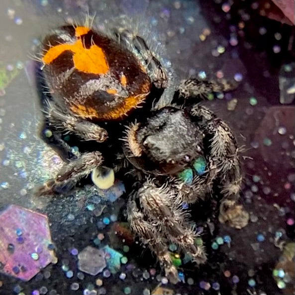 Big Bend Bryantae - Fused Spots Phidippus Audax - Bold Jumping Spider 1-9