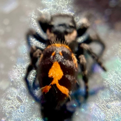 Big Bend Bryantae - Fused Spots Phidippus Audax - Bold Jumping Spider 1-9
