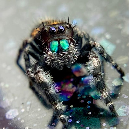 Big Bend Bryantae - Fused Spots Phidippus Audax - Bold Jumping Spider 1-9