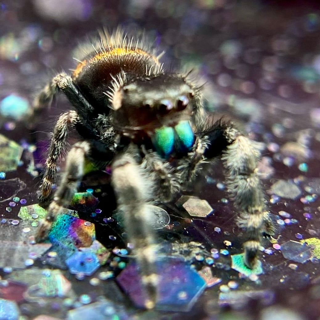 Big Bend Bryantae - Fused Spots Phidippus Audax - Bold Jumping Spider 1-9