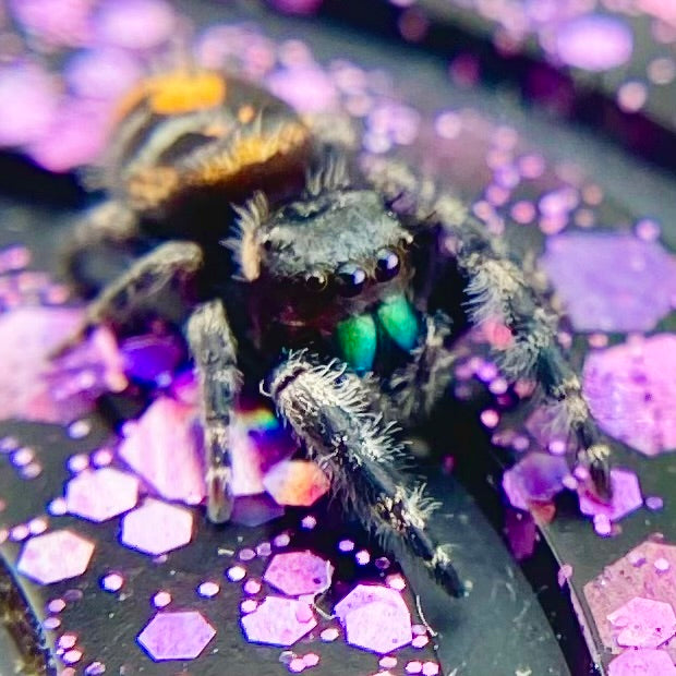 Big Bend Bryantae - Fused Spots Phidippus Audax - Bold Jumping Spider 1-9