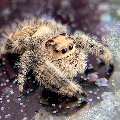 Regal Jumping Spider Female - Juvenile i7 - AURORA-1-16