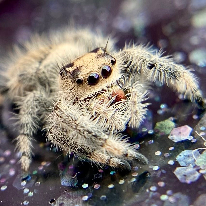 Regal Jumping Spider Female - Juvenile i7 - AURORA-1-16