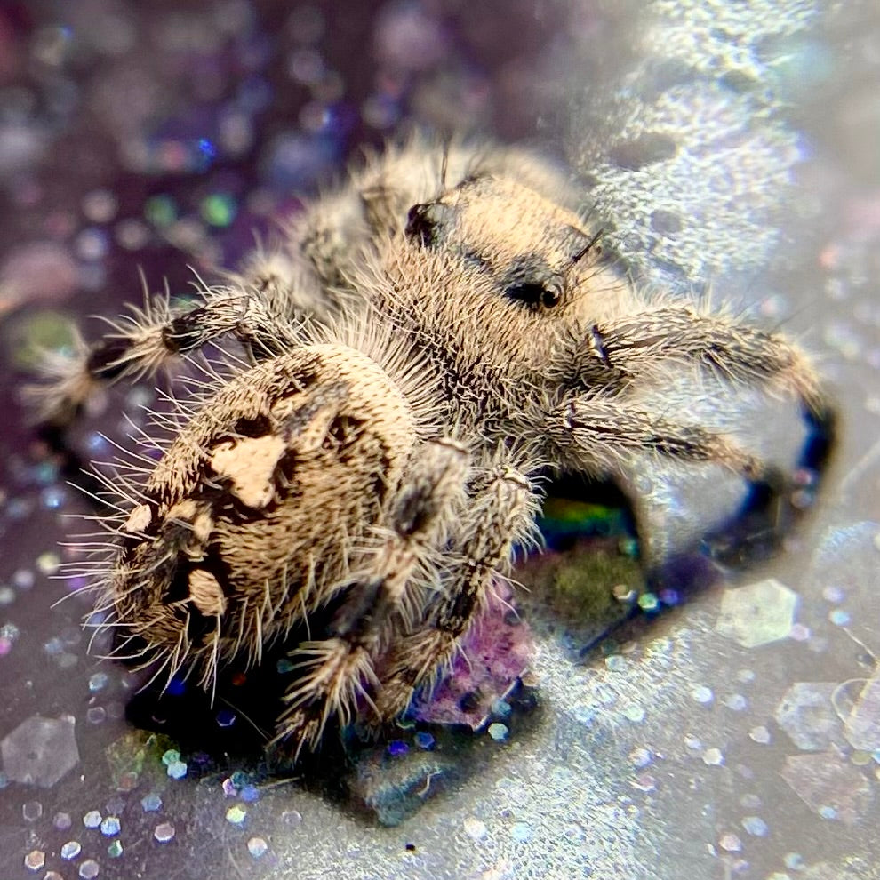 Regal Jumping Spider Female - Juvenile i7 - AURORA-1-16