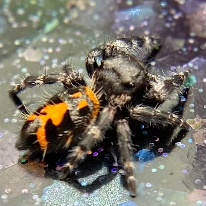 Big Bend Bryantae - Fused Spots Phidippus Audax - Bold Jumping Spider 1-7