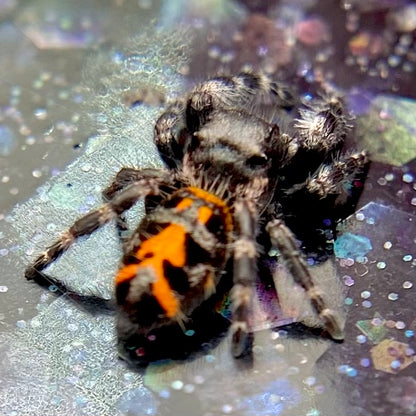 Big Bend Bryantae - Fused Spots Phidippus Audax - Bold Jumping Spider 1-7