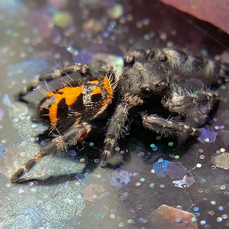 Big Bend Bryantae - Fused Spots Phidippus Audax - Bold Jumping Spider 1-7