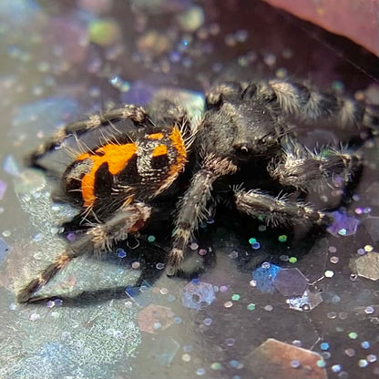 Big Bend Bryantae - Fused Spots Phidippus Audax - Bold Jumping Spider 1-7