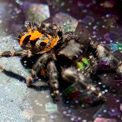 Big Bend Bryantae - Fused Spots Phidippus Audax - Bold Jumping Spider 1-7