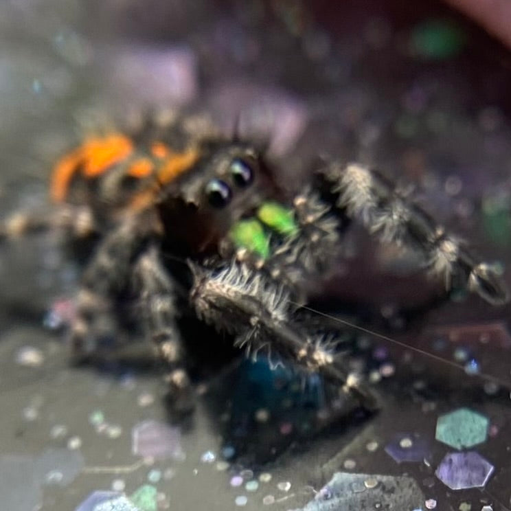 Big Bend Bryantae - Fused Spots Phidippus Audax - Bold Jumping Spider 1-7
