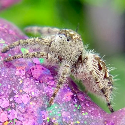 Phidippus Otiosus Female (Canopy Jumping Spider) - ANAIS-1-22