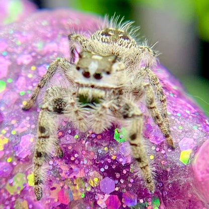 Phidippus Otiosus Female (Canopy Jumping Spider) - ANAIS-1-22