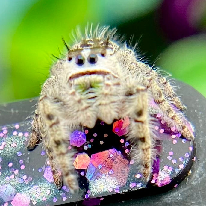 Phidippus Otiosus Female (Canopy Jumping Spider) - ANAIS-1-22
