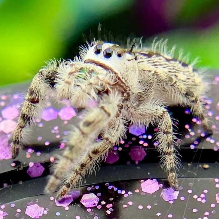 Phidippus Otiosus Female (Canopy Jumping Spider) - ANAIS-1-22
