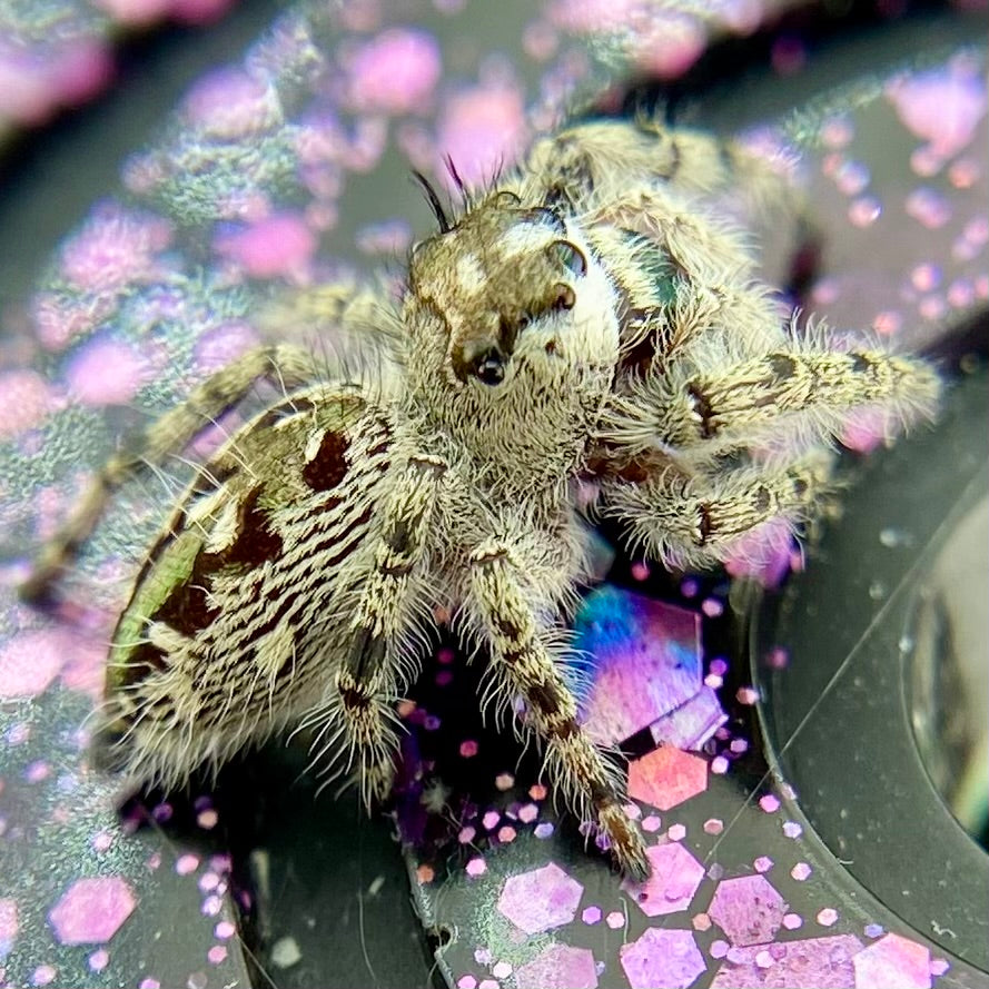 Phidippus Otiosus Female (Canopy Jumping Spider) - ANAIS-1-22