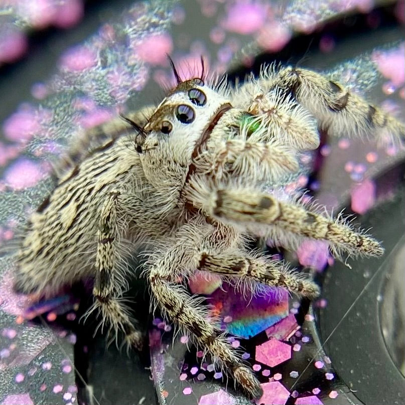Phidippus Otiosus Female (Canopy Jumping Spider) - ANAIS-1-22