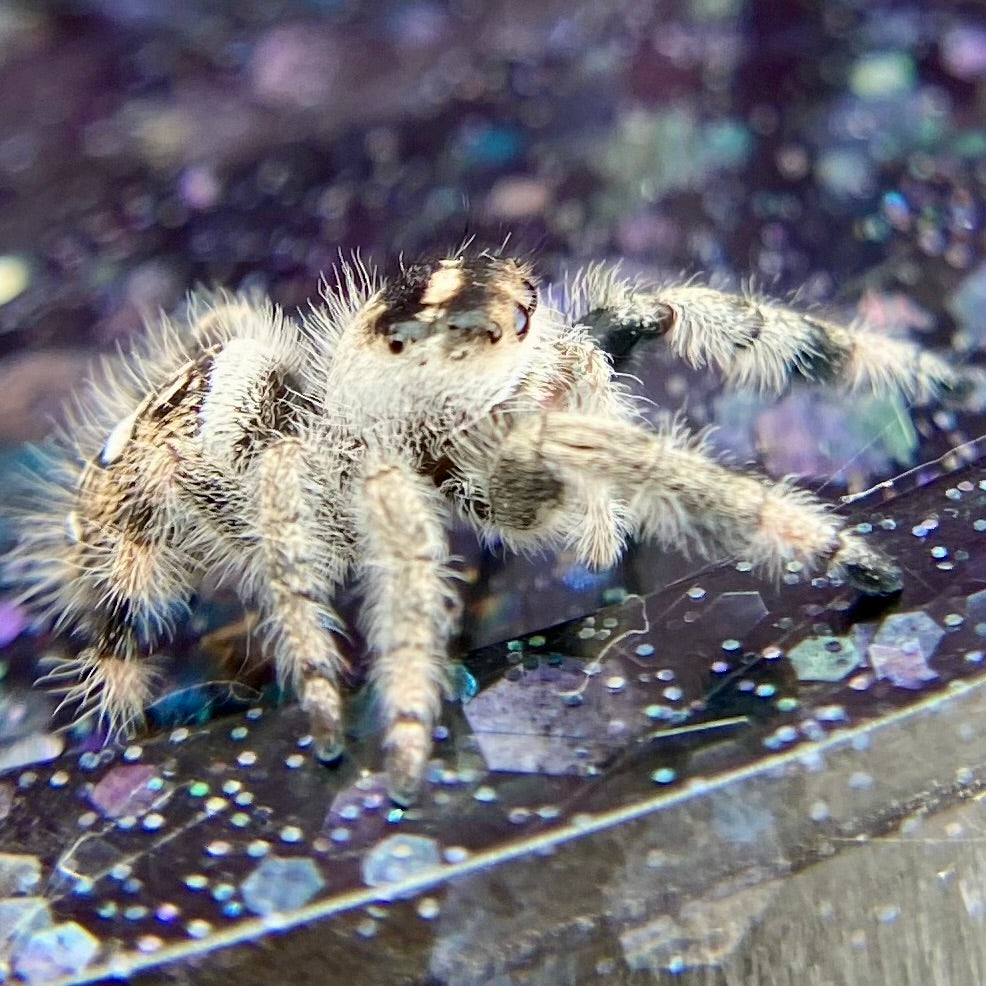 Dark & White Regal Jumping Spider Female i9 - ELVIRA-1-41