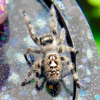 Dark & White Regal Jumping Spider Female i9 - ELVIRA-1-41