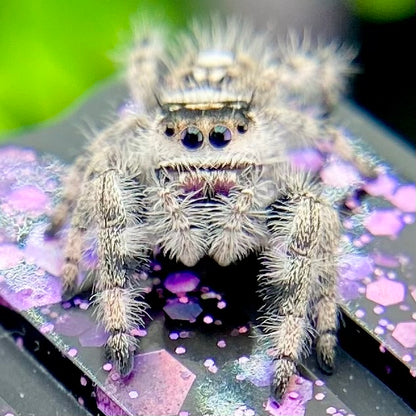Dark & White Regal Jumping Spider Female i9 - ELVIRA-1-41