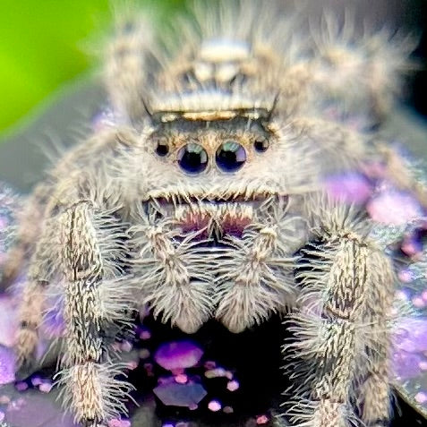 Dark & White Regal Jumping Spider Female i9 - ELVIRA-1-41