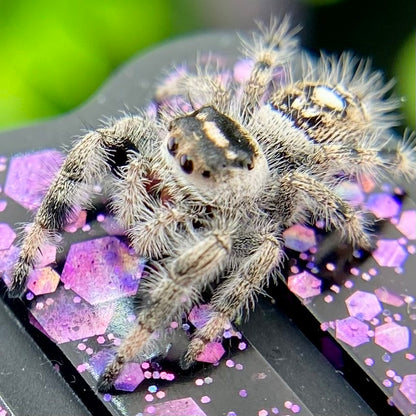 Dark & White Regal Jumping Spider Female i9 - ELVIRA-1-41